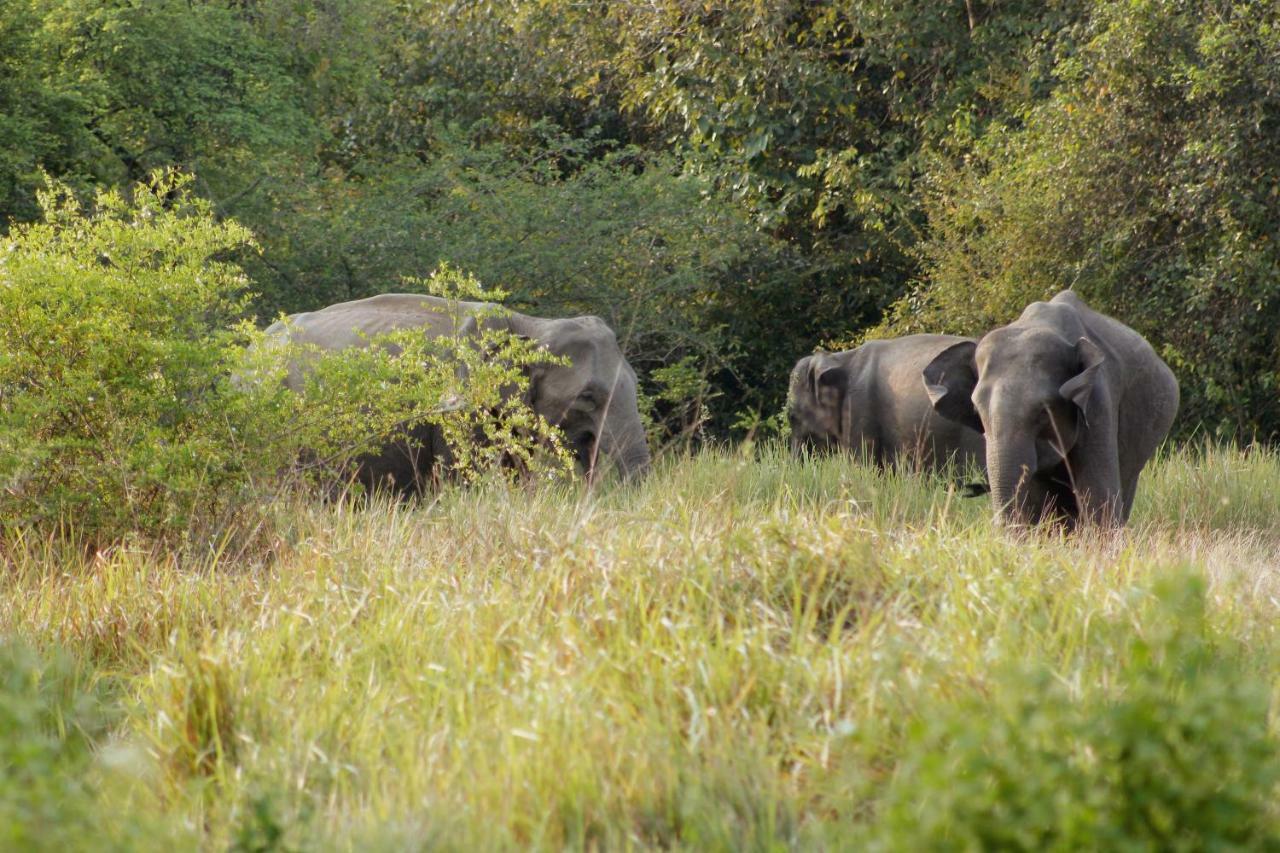 Wasgamu Safari Lodge Wasgamuwa ภายนอก รูปภาพ