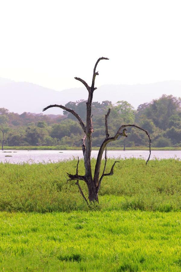 Wasgamu Safari Lodge Wasgamuwa ภายนอก รูปภาพ