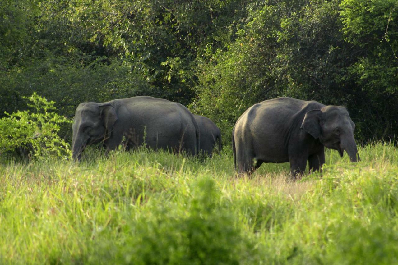 Wasgamu Safari Lodge Wasgamuwa ภายนอก รูปภาพ
