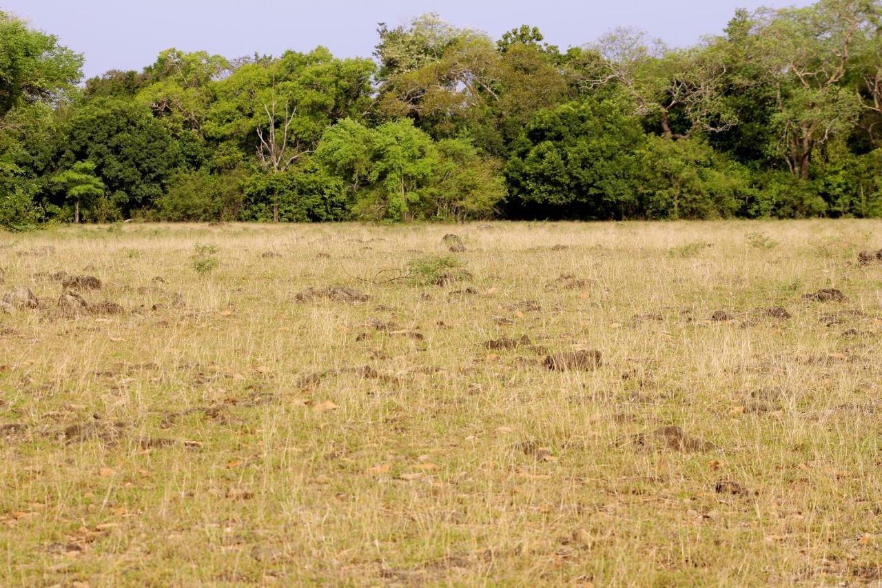 Wasgamu Safari Lodge Wasgamuwa ภายนอก รูปภาพ