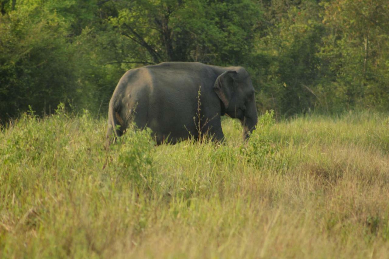 Wasgamu Safari Lodge Wasgamuwa ภายนอก รูปภาพ