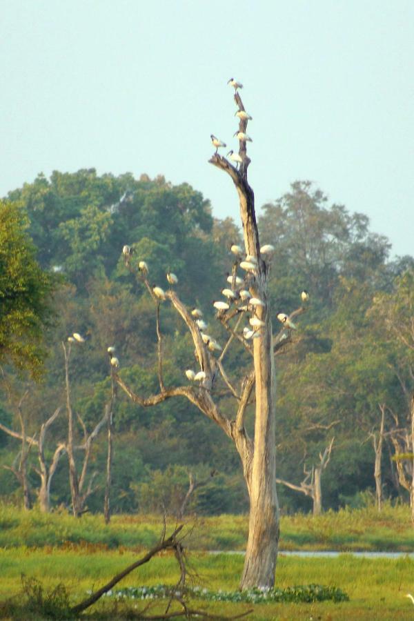 Wasgamu Safari Lodge Wasgamuwa ภายนอก รูปภาพ